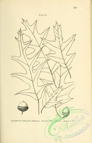 botanical-16644 - black-and-white 173-Spanish Oak, quercus falcata