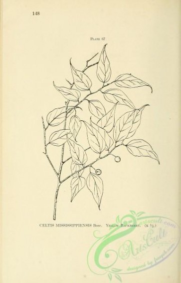 botanical-16653 - black-and-white 182-Yellow Hackberry, celtis mississippiensis