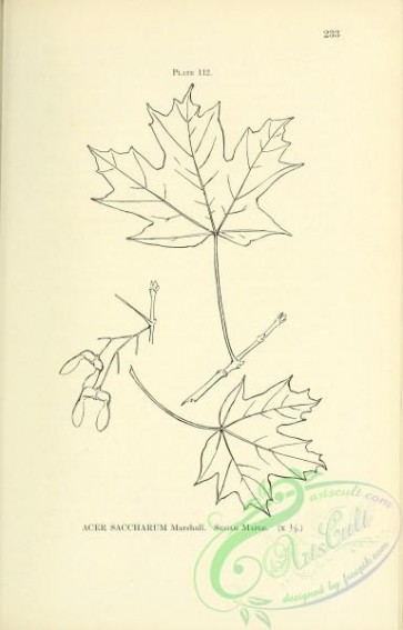botanical-16698 - black-and-white 227-Sugar Maple, acer saccharum