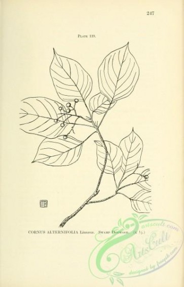 botanical-16705 - black-and-white 236-Swamp Dogwood, cornus alternifolia