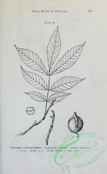 botanical-16737 - black-and-white 142-Pignut Nickory, hicoria cordiformis