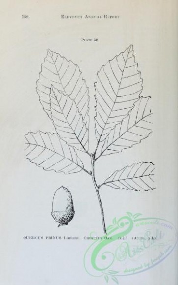 botanical-16760 - black-and-white 165-Chestnut Oak, quercus prinus