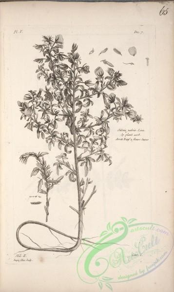 botanical-16895 - black-and-white 302-ononis natrix