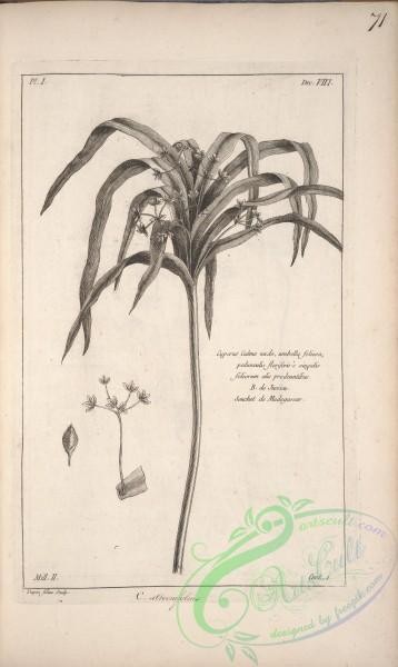 botanical-16900 - black-and-white 307-cyperus culmo