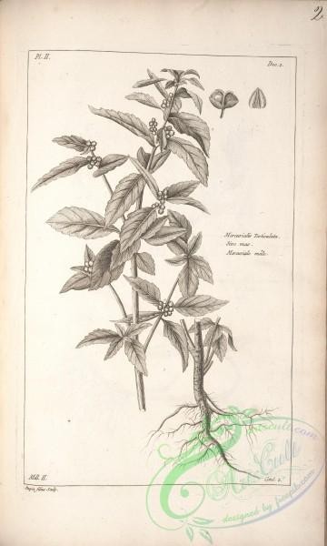 botanical-16928 - black-and-white 335-mercurialis testiculata