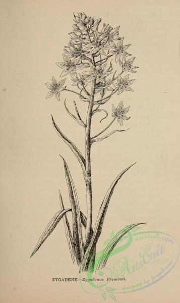 botanical-17007 - black-and-white 002-Zygadene, zygadenus fremonti