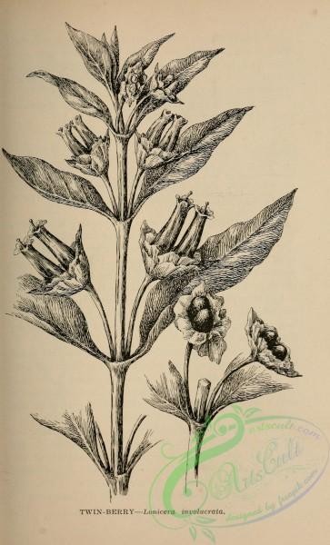 botanical-17043 - black-and-white 038-Twin-Berry, lonicera involucrata