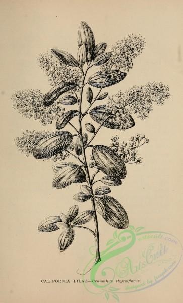 botanical-17102 - black-and-white 097-California Lilac, ceanothus thyrsiflorus