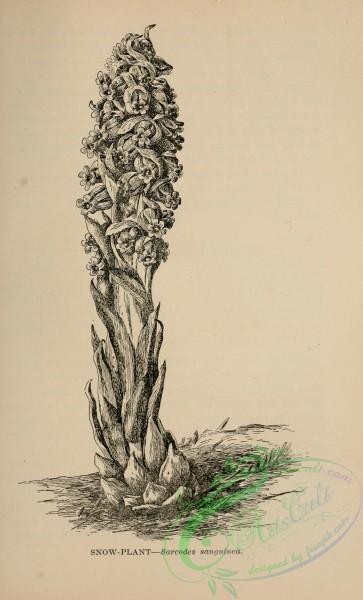 botanical-17141 - black-and-white 136-Snow-Plant, sarcodes sanguinea