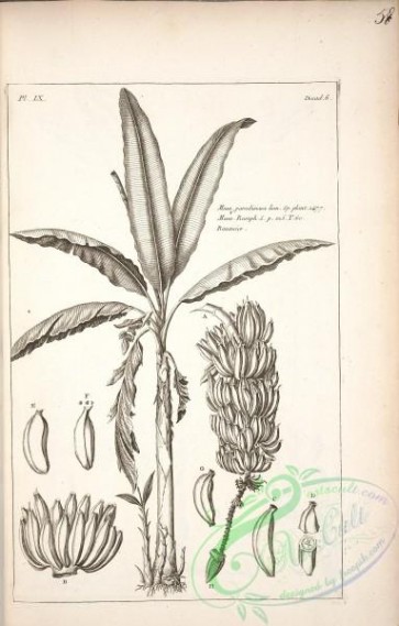 botanical-17213 - black-and-white 208-musa paradisiaca