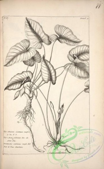 botanical-17243 - black-and-white 238-arisarum esculentum, arum trilobatum