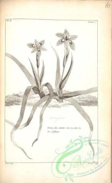 botanical-17315 - black-and-white 310-moroea foliis