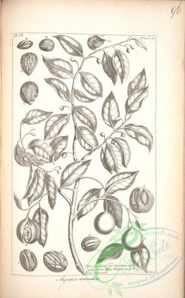 botanical-17349 - black-and-white 344-myristica aromatica