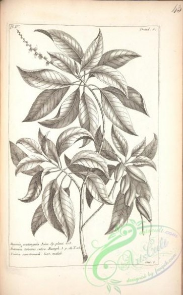 botanical-17396 - black-and-white 391-eugenia acutangula