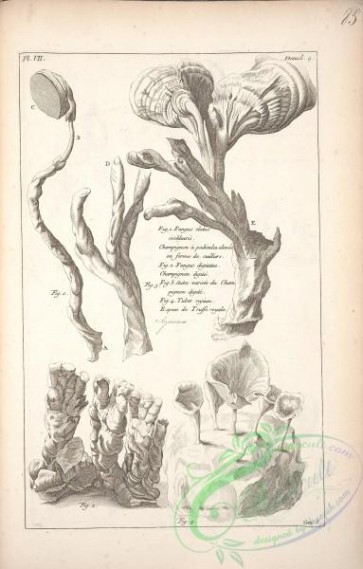 botanical-17437 - black-and-white 432-fungus elatus, tuber regium