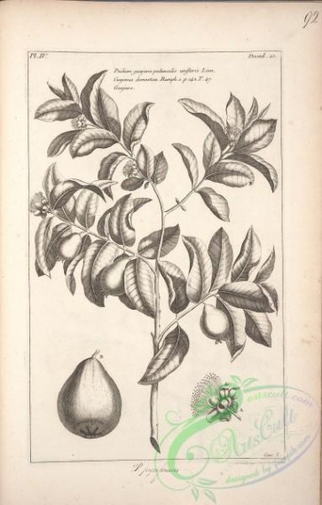 botanical-17444 - black-and-white 439-cuajavus domestica