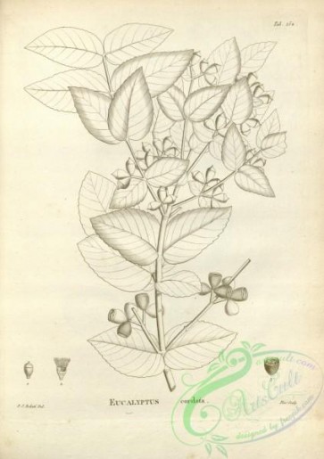 botanical-17540 - black-and-white 105-eucalyptus cordata