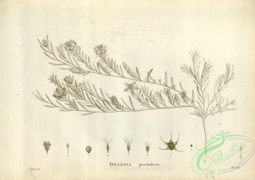 botanical-17544 - black-and-white 109-dillenia procumbens