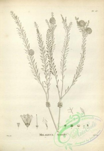botanical-17555 - black-and-white 120-melaleuca thymoides