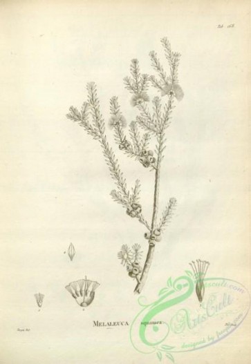 botanical-17556 - black-and-white 121-melaleuca squamea