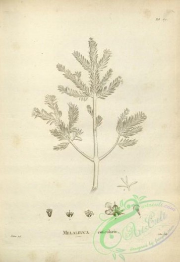 botanical-17559 - black-and-white 124-melaleuca cuticularis