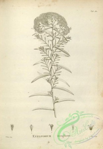 botanical-17568 - black-and-white 133-eupatorium ferrugineum