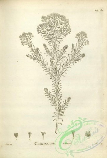 botanical-17570 - black-and-white 135-chrysocoma cinerea