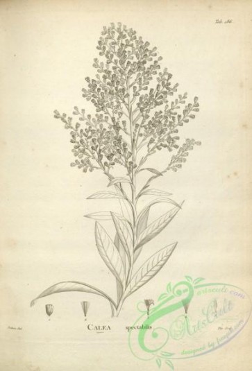 botanical-17574 - black-and-white 139-calea spectabilis