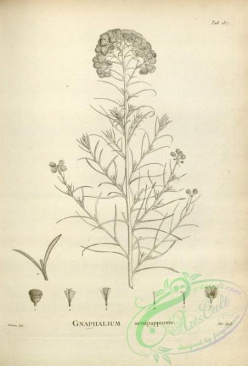 botanical-17575 - black-and-white 140-gnaphalium semipapposum