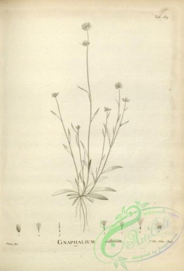 botanical-17577 - black-and-white 142-gnaphalium collinum
