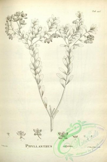 botanical-17612 - black-and-white 177-phyllanthus calycina