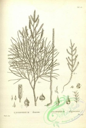 botanical-17637 - black-and-white 202-lycopodium densum, lycopodium uliginosum