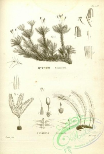 botanical-17639 - black-and-white 204-hypnum comosum, leskea pennata