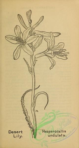 botanical-17667 - black-and-white 016-Desert Lily, hesperocallis undulata