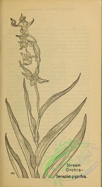 botanical-17689 - black-and-white 038-Stream Orchis, serapias gigantea