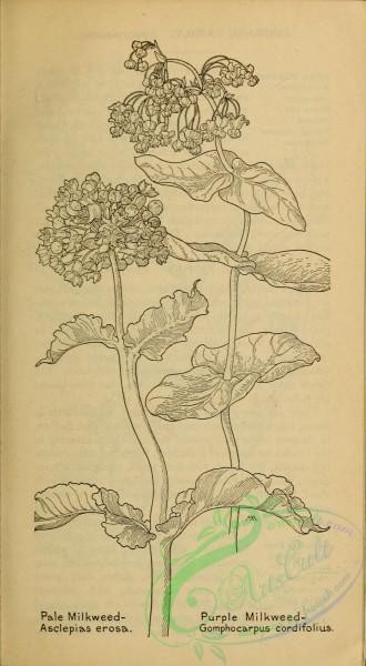 botanical-17840 - black-and-white 189-Pale Milkweed, asclepias erosa, Purple Milkweed, gomphocarpus cordifolius