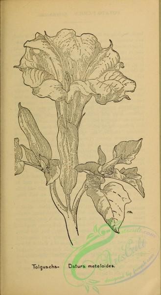 botanical-17882 - black-and-white 231-Tolguacha, datura meteloides