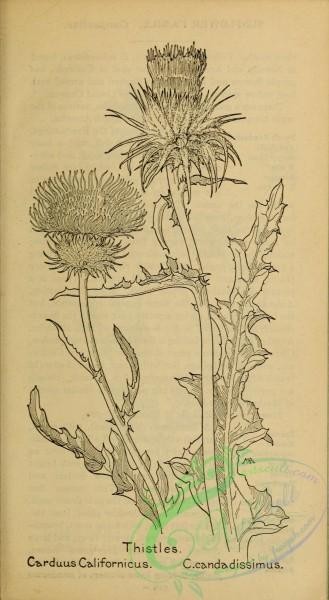 botanical-17916 - black-and-white 265-Thistle, carduus californicus, carduus candadissimus