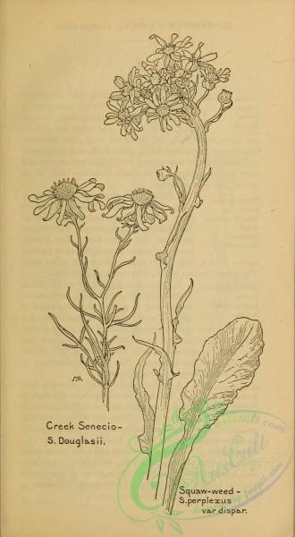 botanical-17936 - black-and-white 285-Creek Senecio, senecio douglasii, Squaw-weed, senecio perplexus dispar