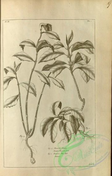 botanical-17951 - black-and-white 300-macuerus foemina