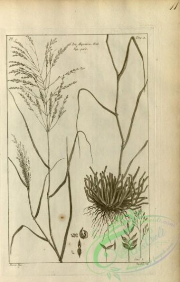 botanical-17953 - black-and-white 302-poa abyssinica