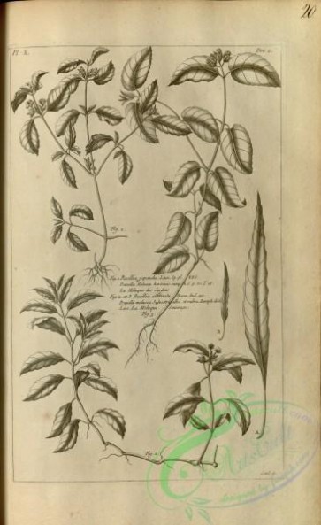 botanical-18062 - black-and-white 411-ruellia repanda, prunella molucca, ruellia alternata