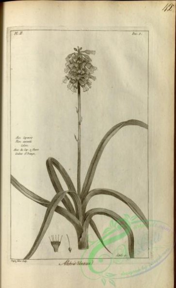 botanical-18084 - black-and-white 433-aloe capensis