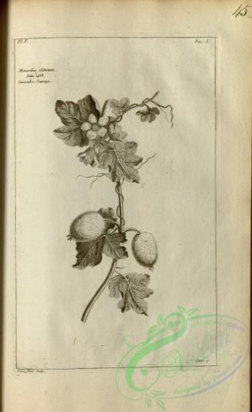 botanical-18087 - black-and-white 436-momordica elaterium