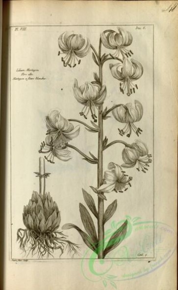 botanical-18090 - black-and-white 439-lilium martagon