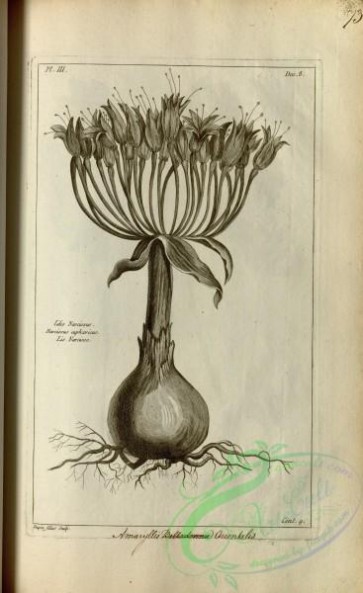 botanical-18115 - black-and-white 464-lilio narcissus, amaryllis orientalis