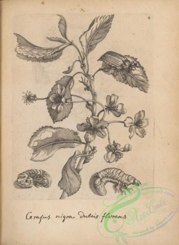botanical-18246 - black-and-white 004-cerafus nigra