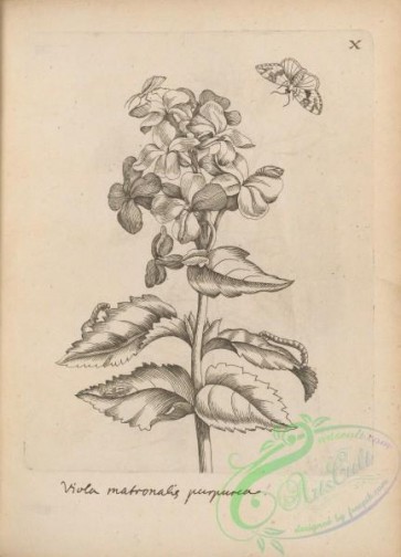 botanical-18301 - black-and-white 059-viola matronalis
