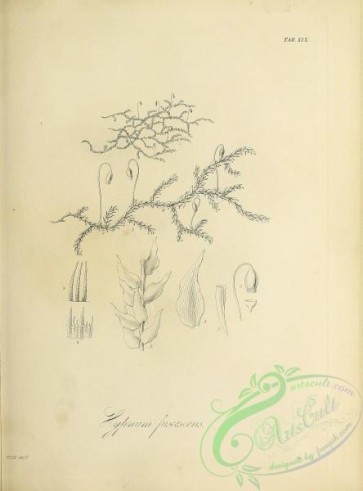 botanical-18402 - black-and-white 160-hypnum fuscescens