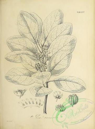 botanical-18408 - black-and-white 166-ilex anomala